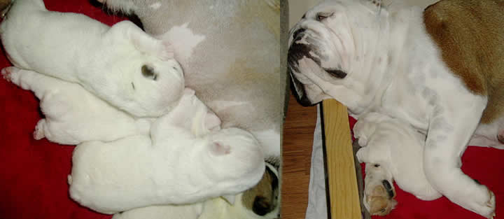 bulldogs